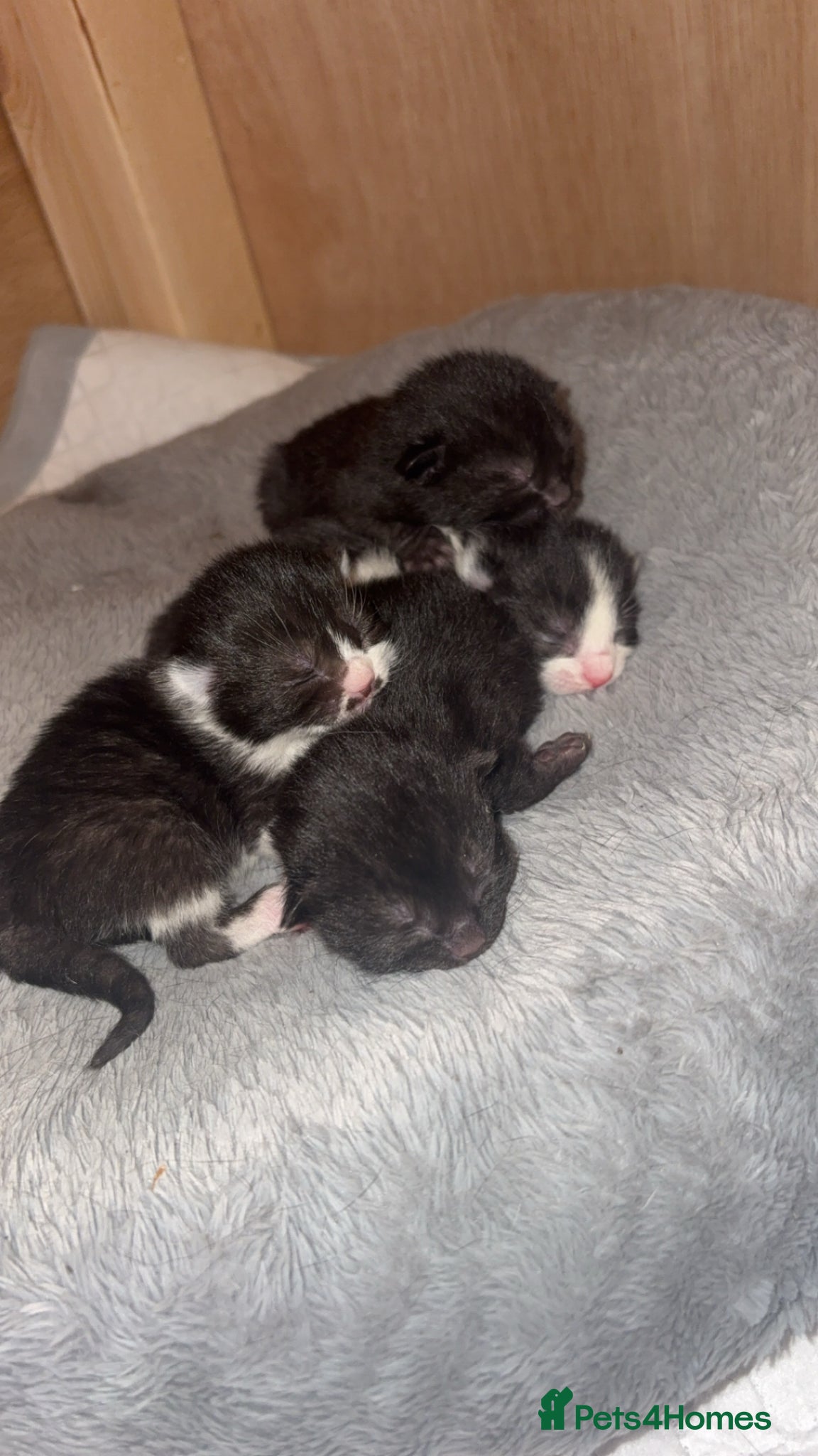 Mixed Breed cats 4 Beautiful tuxedo kittens  - Advert 1