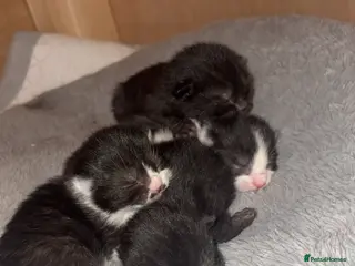 Mixed Breed cats 4 Beautiful tuxedo kittens - Advert 1