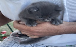 Norwegian Forest Cat cats for sale: Norwegian forest with Turkish Angora - Image 1