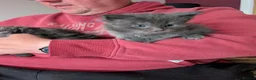 Maine Coon cats for sale: Pure Maine Coon kittens - Advert 7