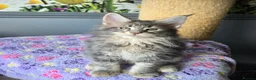 Maine Coon cats for sale: Stunning TICA Maine Coon kittens - Advert 13