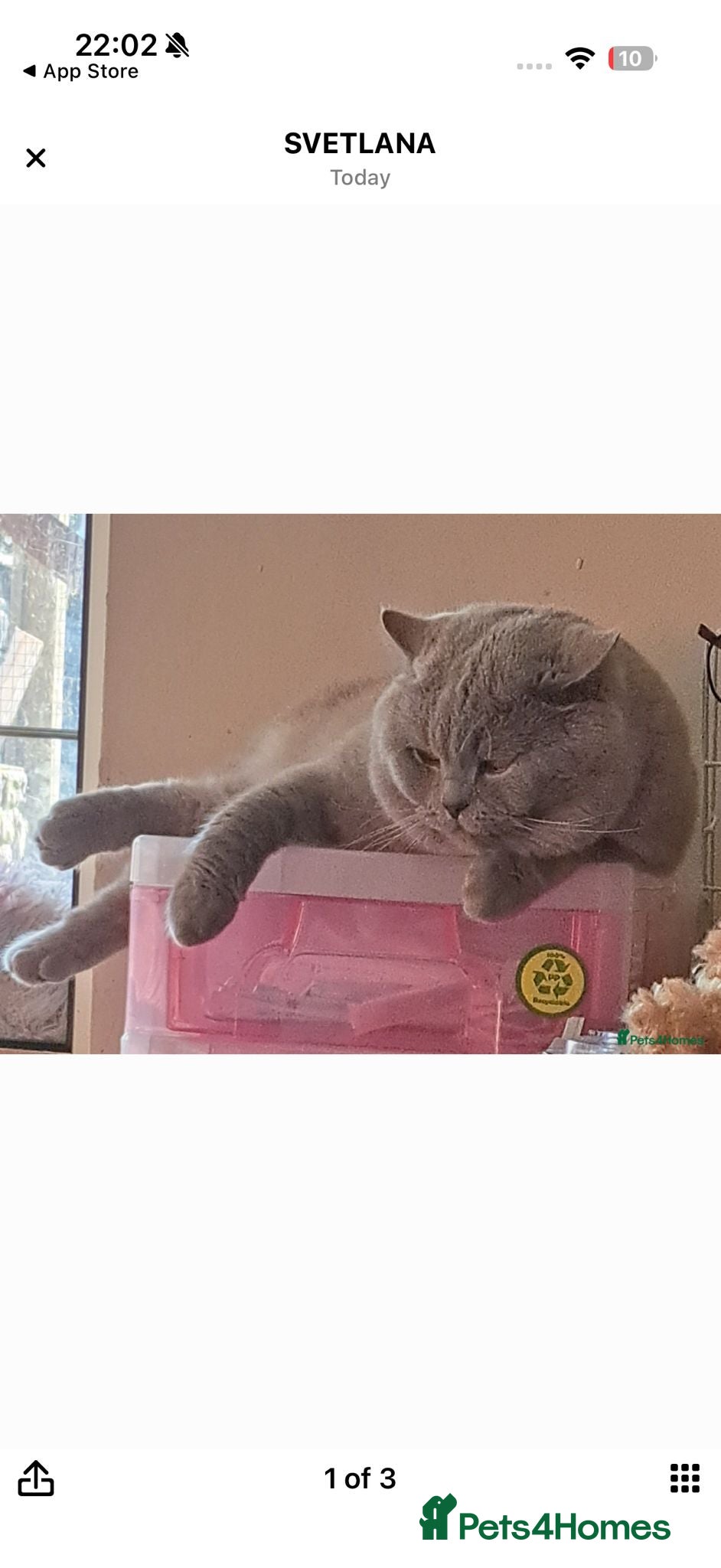 British Longhair cats for sale: Top Quality purebred BLH Kittend - Advert 6