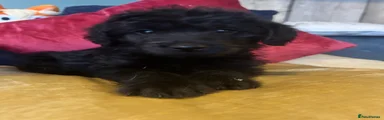 Labradoodle Puppy 1