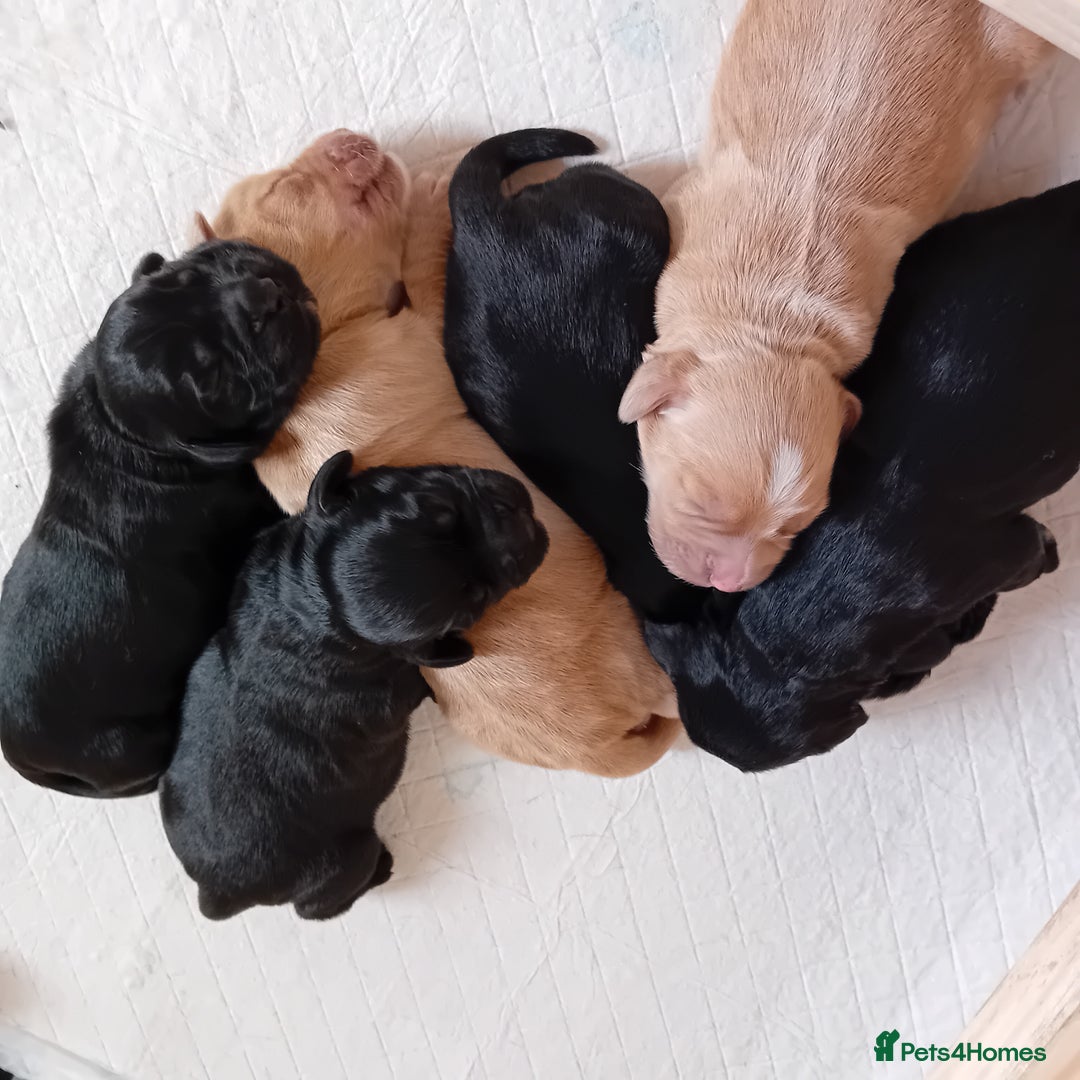 Cocker Spaniel dogs for sale: KC REGISTERED WORKING COCKER SPANIELS  - Image 10