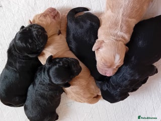 Cocker Spaniel dogs - Advert 3