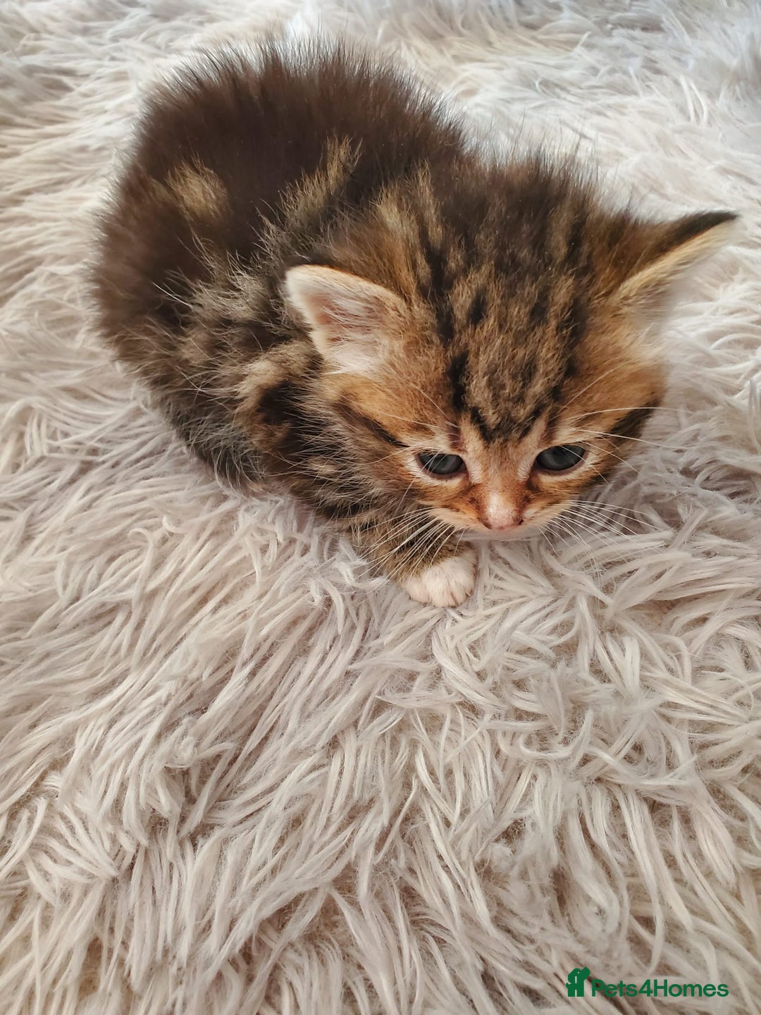 British Shorthair cats for sale: Adorable British Shorthair x Tabby Kittens - Image 15