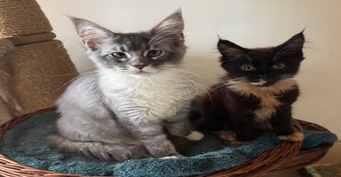 Maine Coon cats - Advert 9