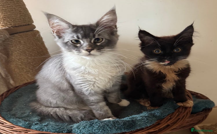 Maine Coon cats - Advert 12