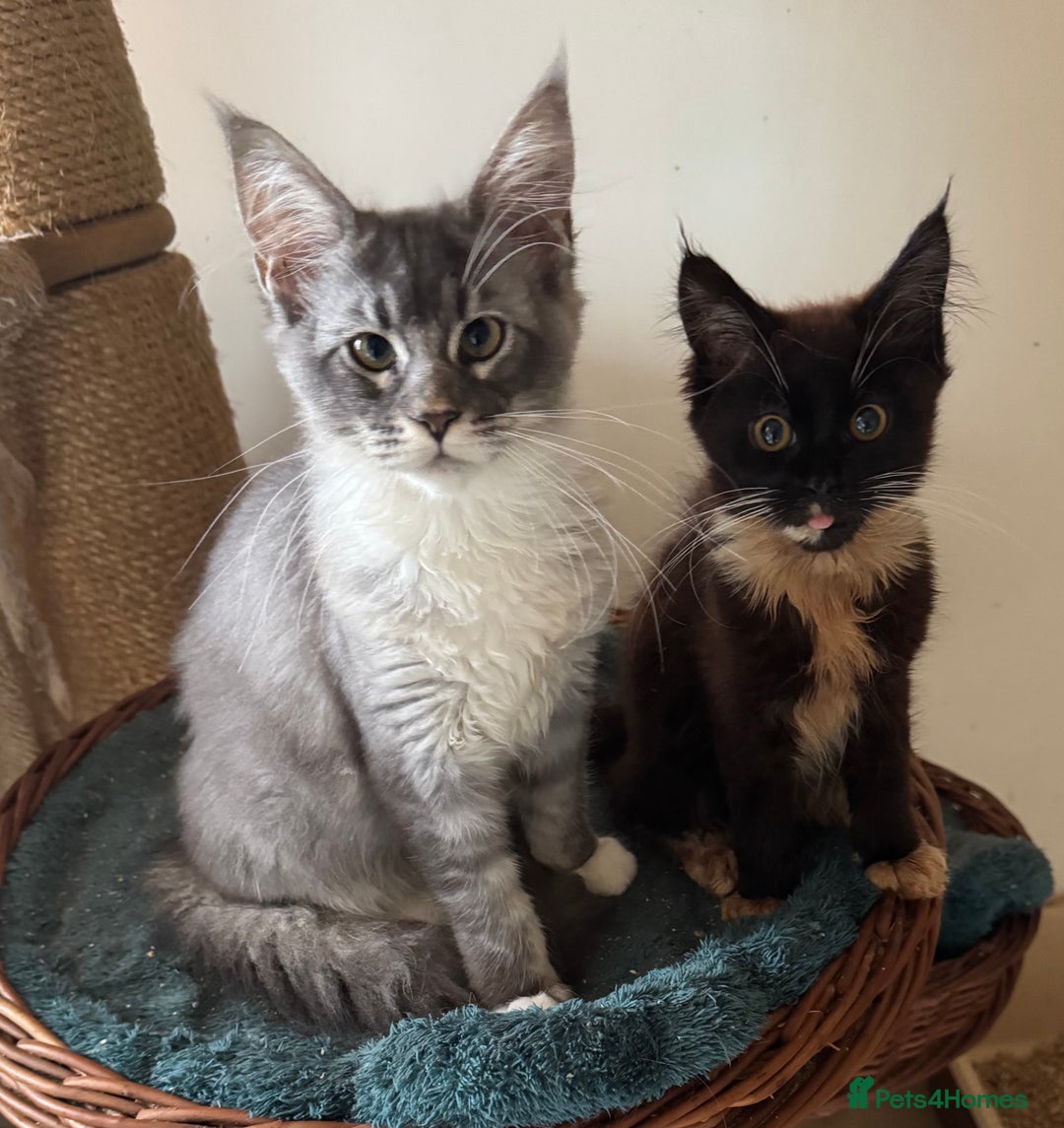 Maine Coon cats for sale: Only 2 left. BEAUTIFUL PEDIGREE MAINECOON KITTENS  - Image 2