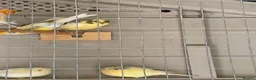 Canaries birds for sale: Mixed Canaries For Sale in Evesham - Advert 2