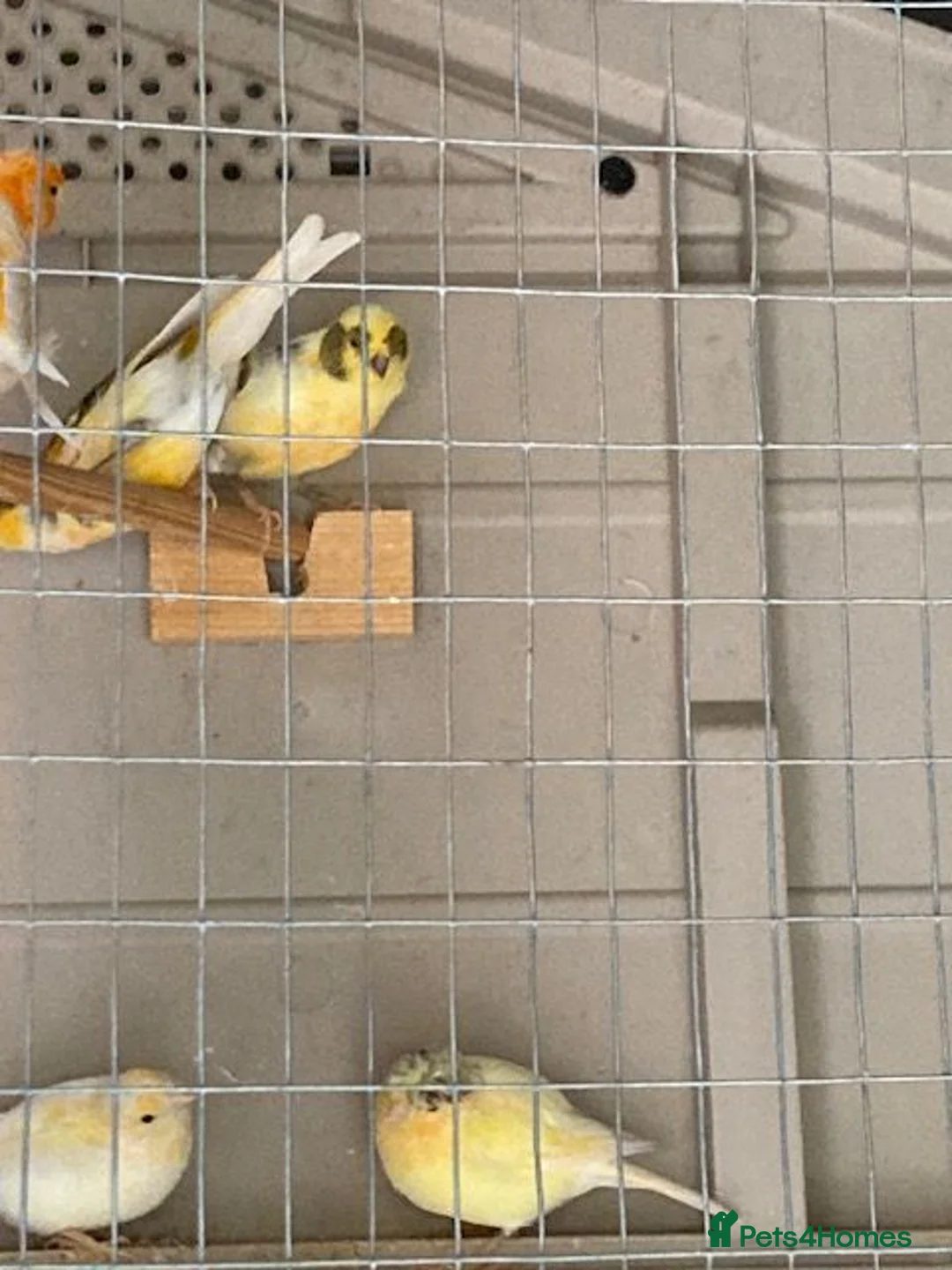 Canaries birds for sale: Mixed Canaries For Sale in Evesham - Advert 2