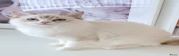 Ragdoll cats for sale: GCCF ACTIVE (FOR BREEDING) SEAL BICOLOUR FEMALE - Advert 6