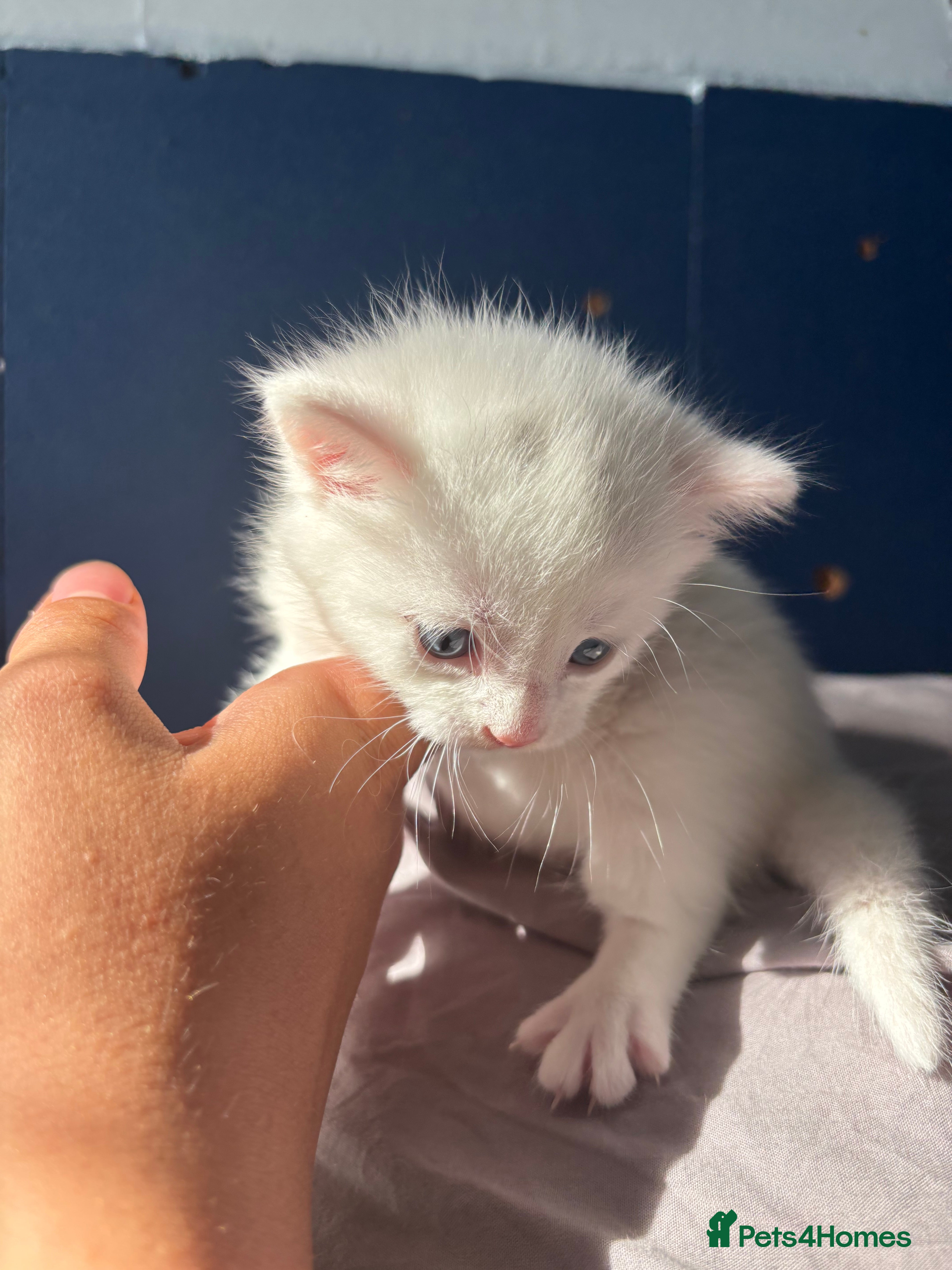 Mixed Breed cats 3 kittens for sale - Advert 1