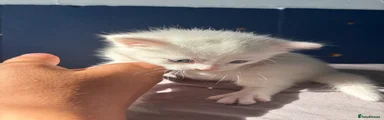 Mixed Breed Kitten 2