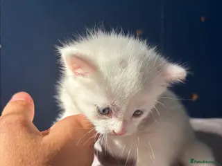 Mixed Breed cats 3 kittens for sale - Advert 17