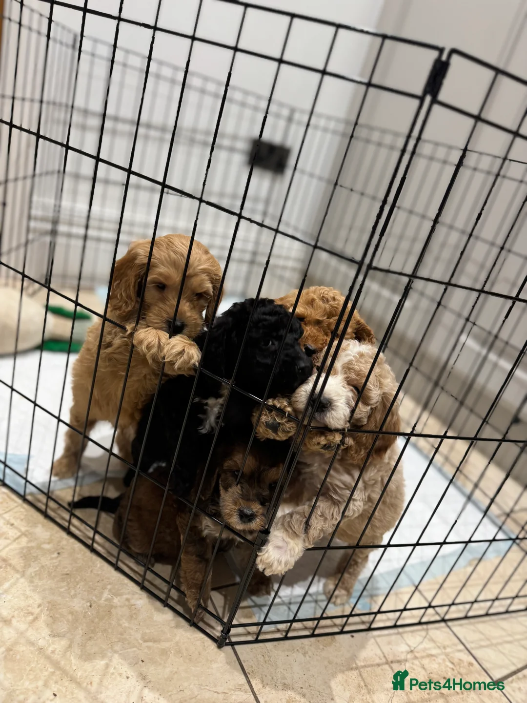 Cockapoo dogs for sale: Ready now!!Beautiful mini cockapoo puppy’s🩷🩵 - Advert 13