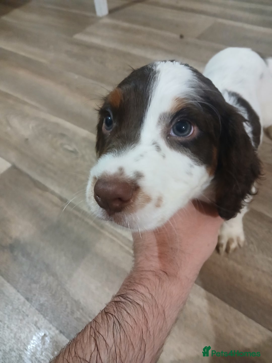 Cocker Spaniel dogs for sale: Cocker spaniel pup - Image 4