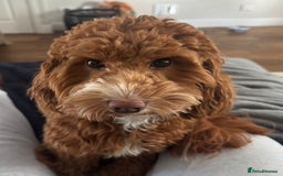 Mixed Breed dogs for sale: F1B mini goldendoodle for sale to good home - Image 1