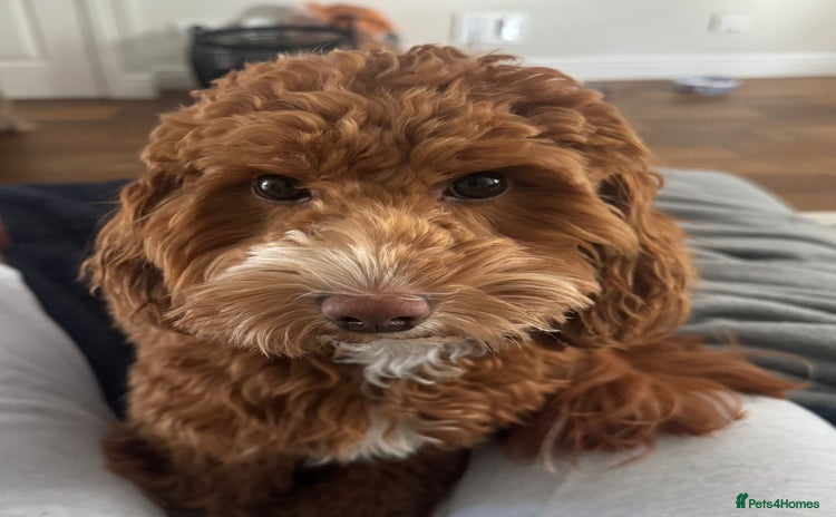 Mixed Breed dogs - Advert 1