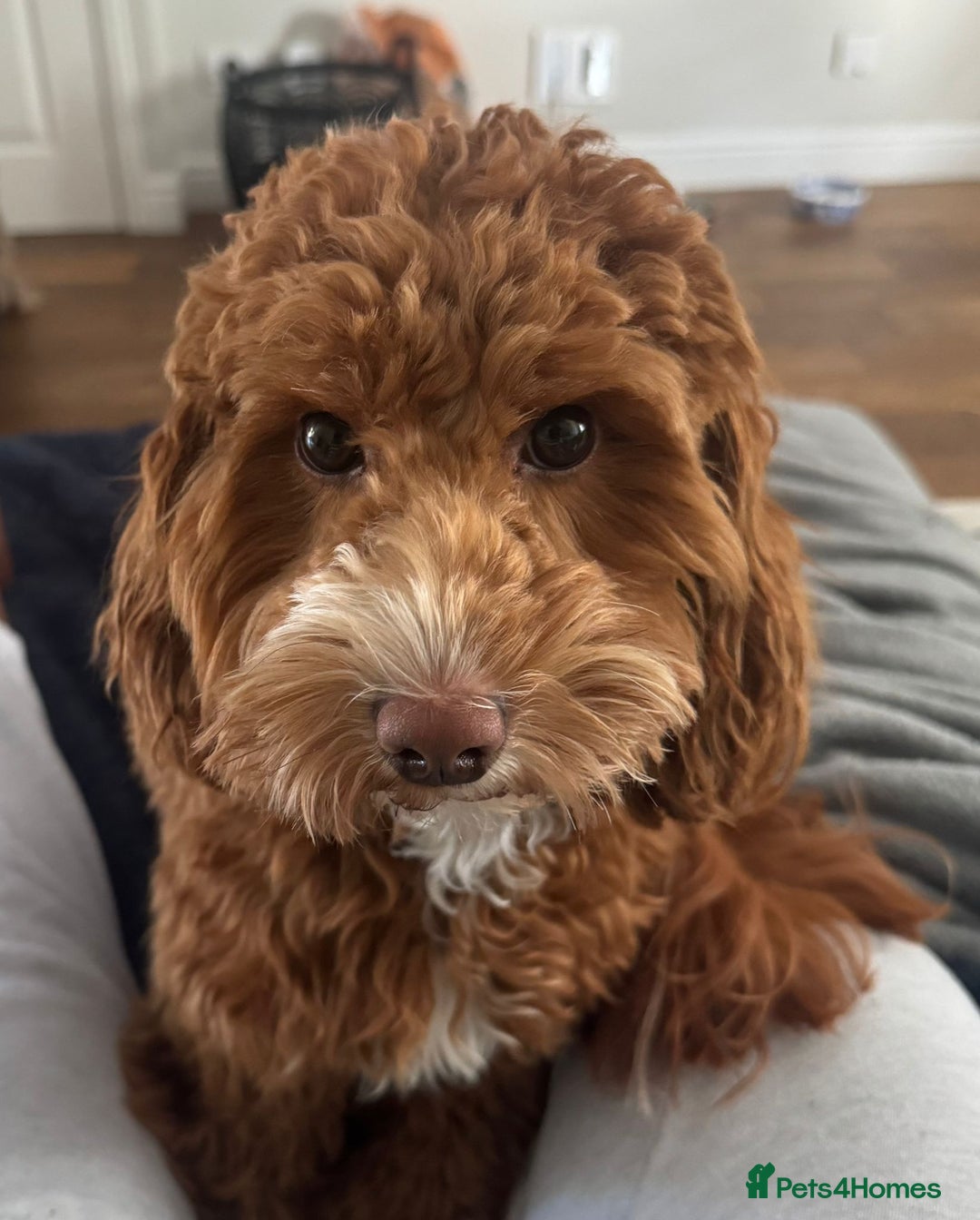 Mixed Breed dogs for sale: F1B mini goldendoodle for sale to good home - Image 1