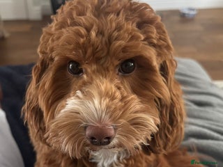 Mixed Breed dogs for sale - Advert 1