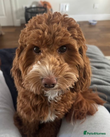 Mixed Breed dogs - Advert 1