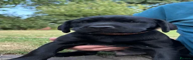 Labrador Retriever 4
