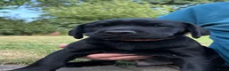 Labrador Retriever dogs for sale: Black Labrador Puppies - Advert 3