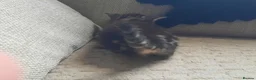 Domestic Shorthair cats for sale: Domestic shorthair  - Advert 17