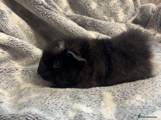 Guinea Pig rodents 1 funky chocolate girl - Advert 8