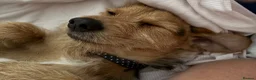 Jack Chi dogs for sale: Jack Russell/ chihuahua  - Advert 2