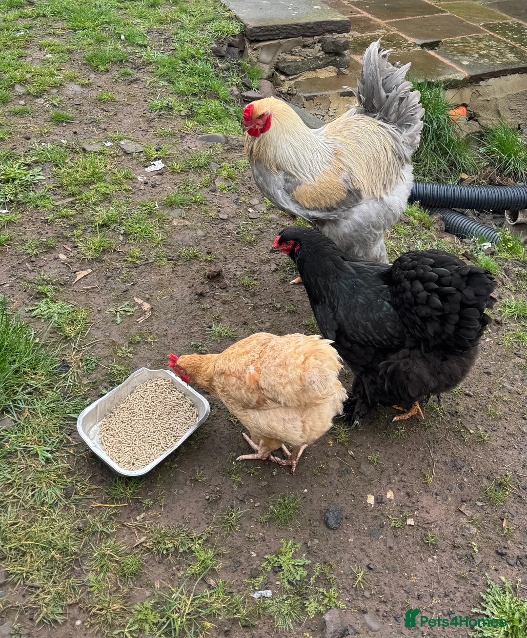 Chickens poultry for sale: Isabella Brahma Cockerel  - Advert 3