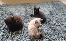 Mixed Breed cats for sale: 2 black male, 1 female white and brown female - Image 1