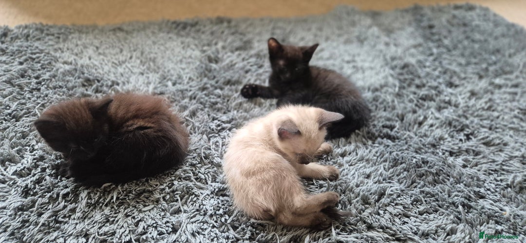 Mixed Breed cats for sale: 2 black male, 1 female white and brown female - Image 1