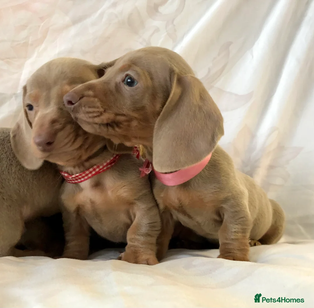 Miniature Dachshund dogs for sale: Miniature beautiful Isabella Girl 🩶🐾 - Advert 10