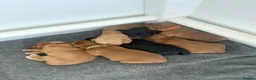 Cocker Spaniel dogs for sale: 7 cocker spaniel pups  - Advert 1