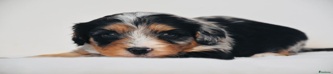 Cavapoo Puppy 2