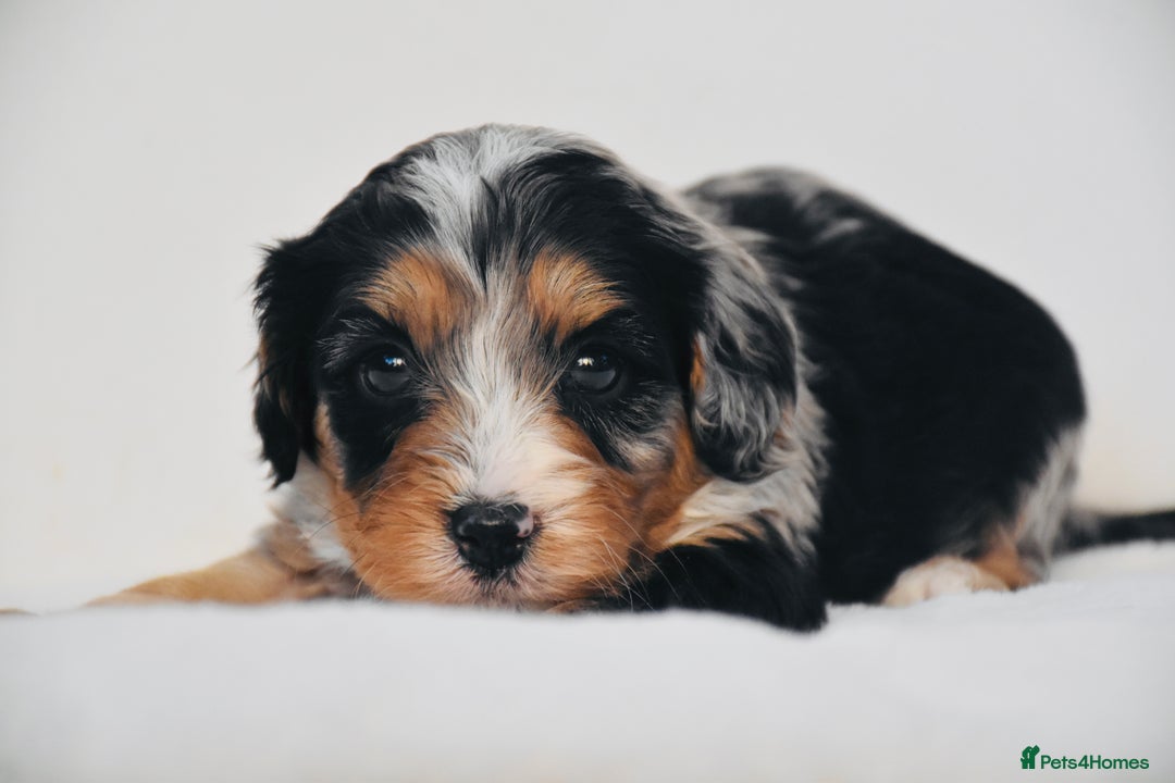 Cavapoo dogs for sale: ⭐️ Gorgeous F1 Toy Cavapoo Puppies ⭐️ - Image 4