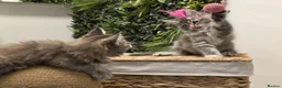 Maine Coon cats for sale: BEAUTIFUL MAINE COON KITTENS - Advert 10