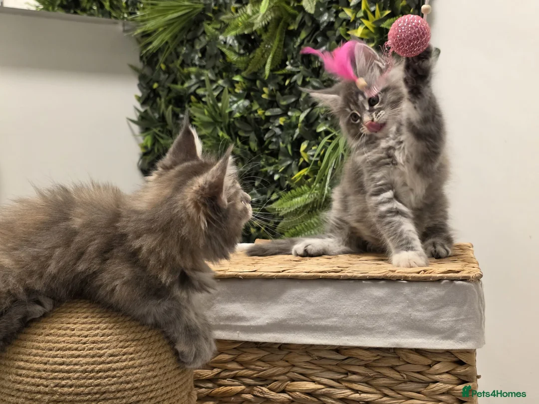 Maine Coon cats for sale: BEAUTIFUL MAINE COON KITTENS - Advert 10