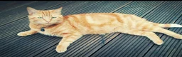 Mixed Breed cats for sale: 2 Ginger Male kittens ready for new home now! in West Drayton - Advert 17