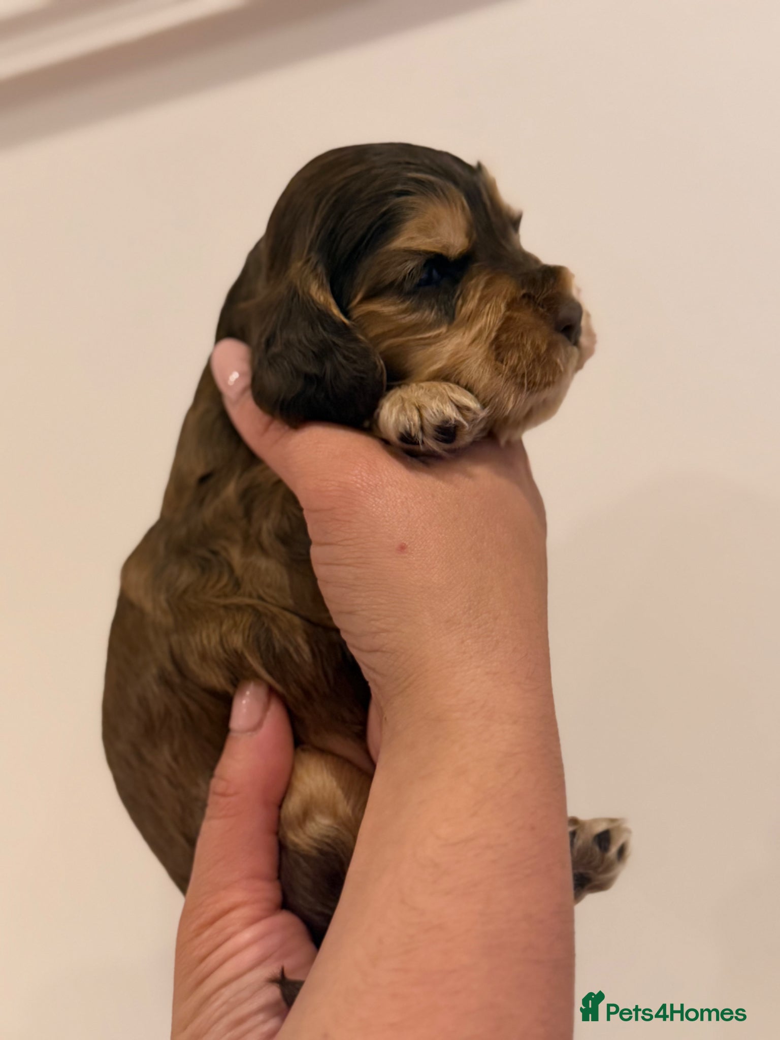 Cocker Spaniel dogs for sale: Golden & Chocolate Sable Show Cocker Puppies  in Doncaster - Advert 26