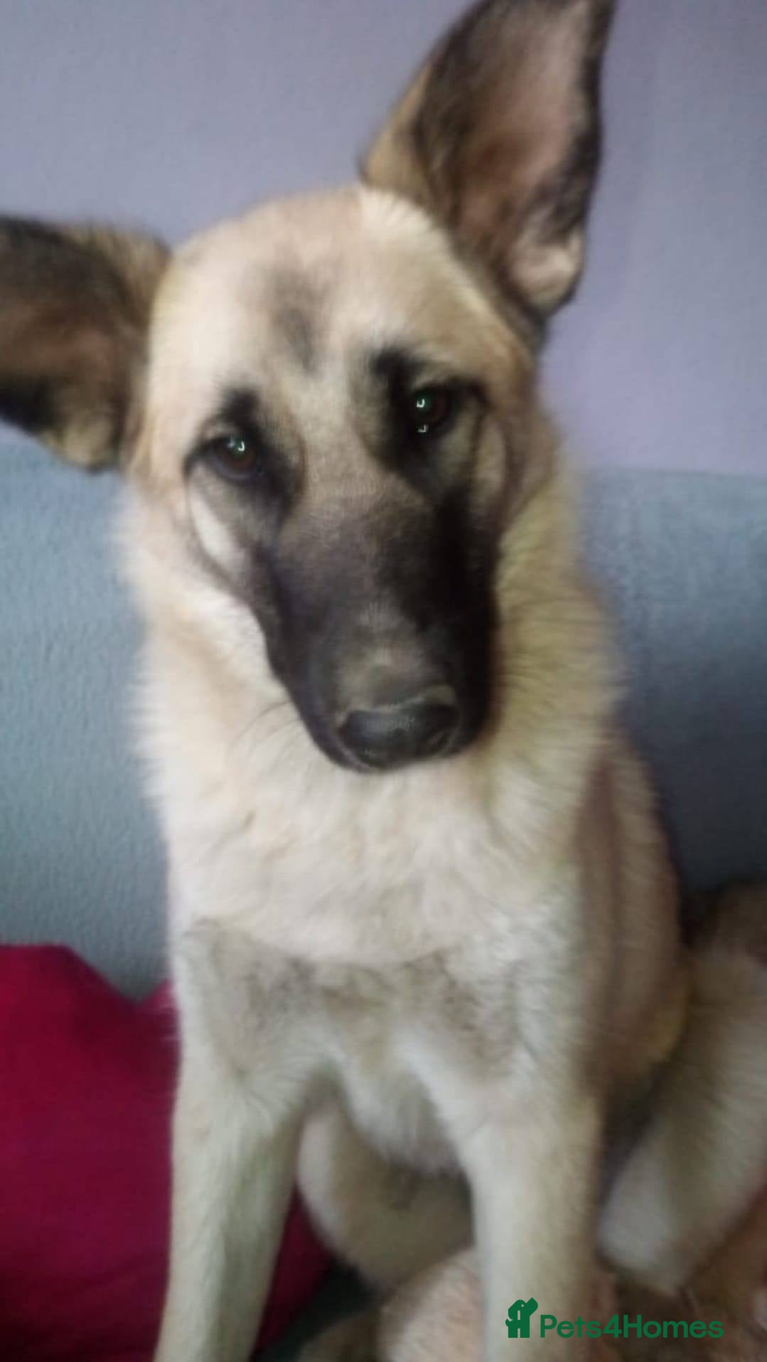 Mixed Breed dogs ❤️MAYA❤️ 12 MONTHS OLD -MEDIUM-LOYAL-GENTLE-SOFT - Advert 2