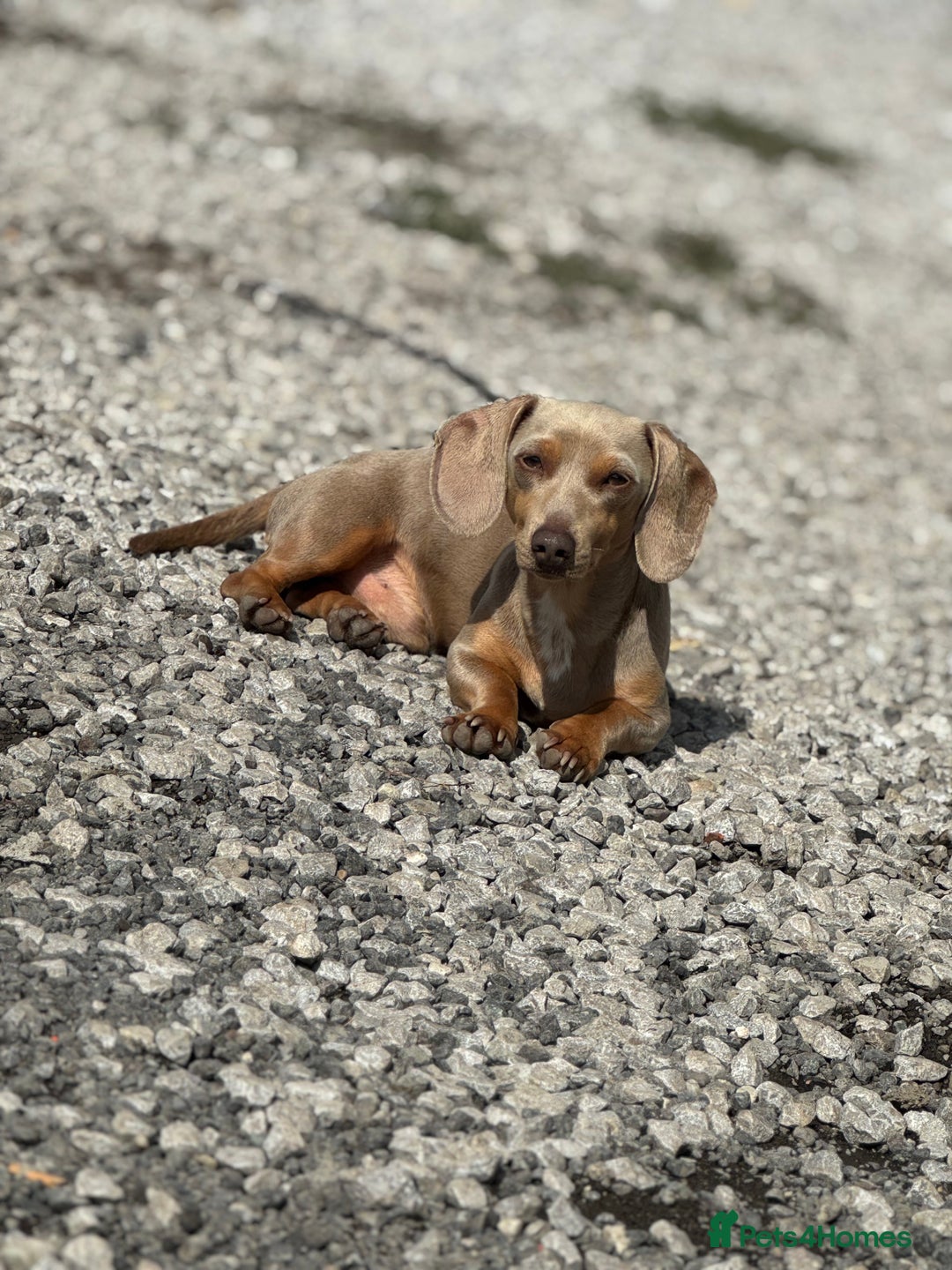 Miniature Dachshund dogs for stud: Stud Lilac Miniature Dachshund carrying cream. - Advert 5