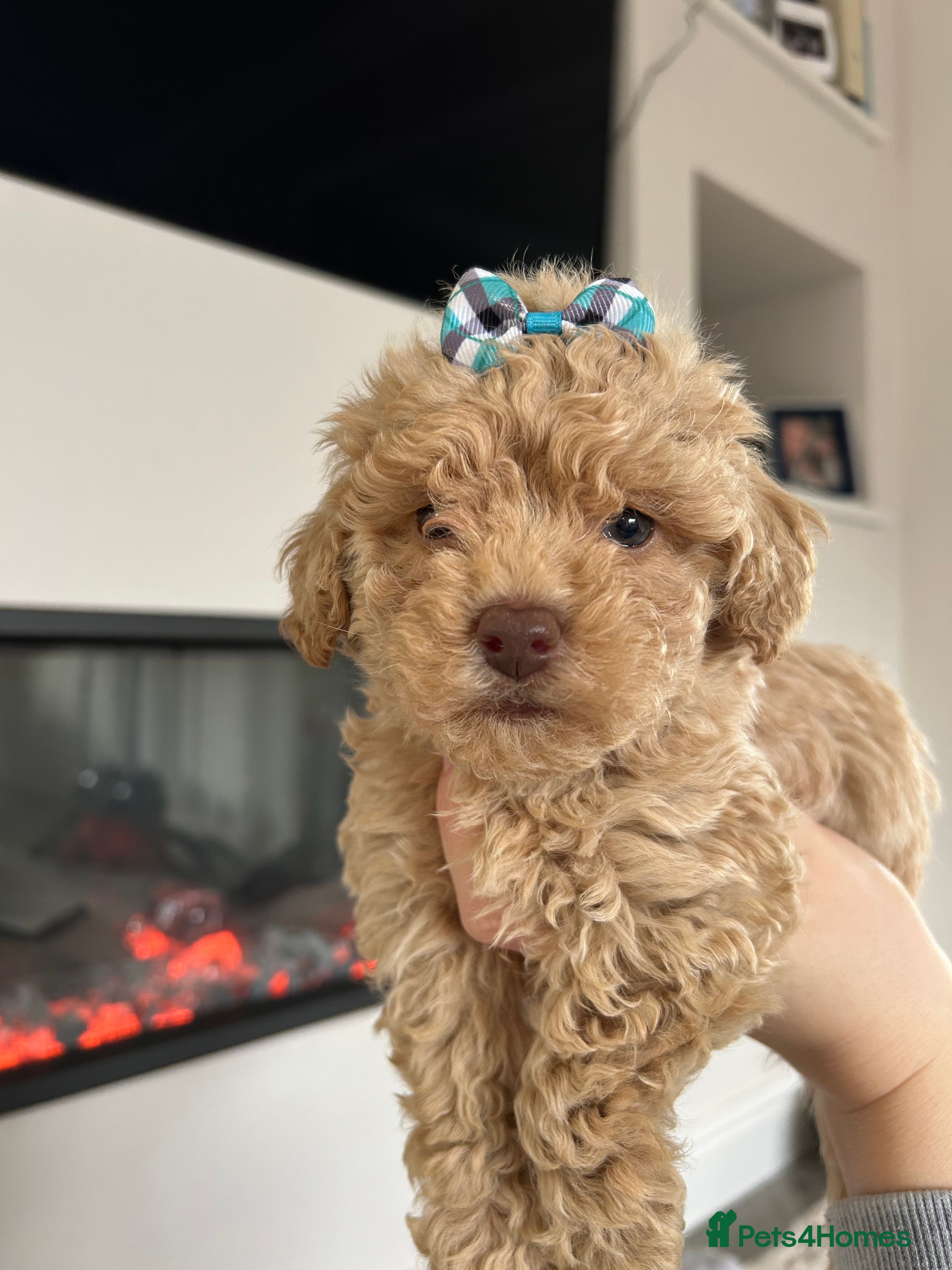 Maltipoo dogs Last Boy Available  - Advert 2