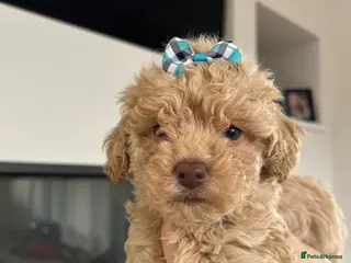 Maltipoo dogs Last Boy Available - Advert 2