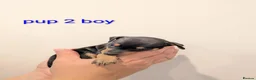 Miniature Pinscher dogs for sale: Miniature Pinscher Pups seen with mum & dad  in Market Drayton - Advert 14