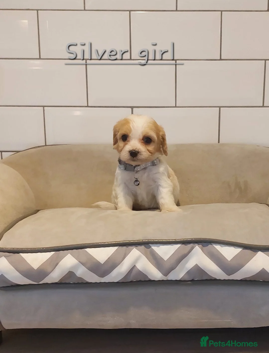 Cavachon dogs for sale: Beautiful Cavachon puppies 💕 - Advert 4