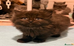 British Shorthair cats for sale: Beautiful 1/2 British Shorthair - Advert 9