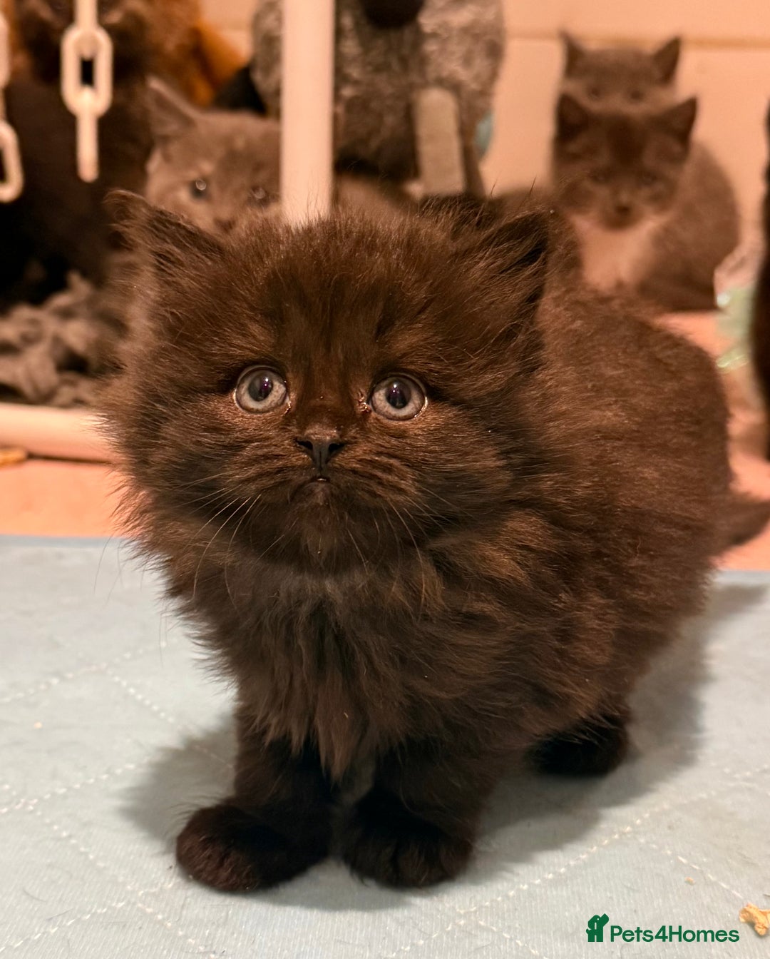 British Shorthair cats for sale: Beautiful 1/2 British Shorthair - Advert 9